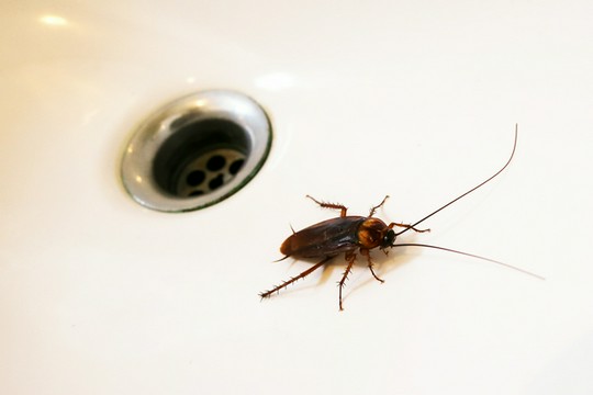 karaluch w umywalce