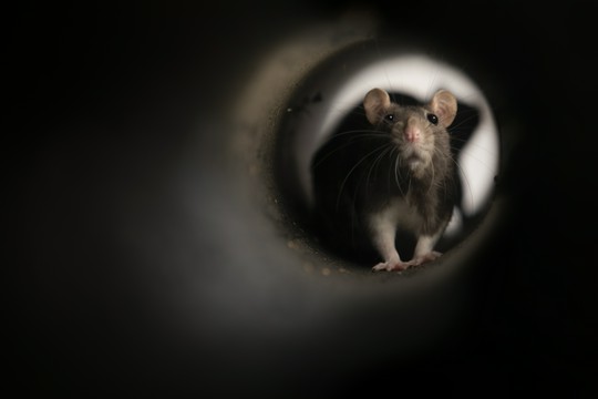 szczur w tunelu