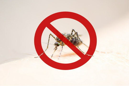 zwalczanie komarów