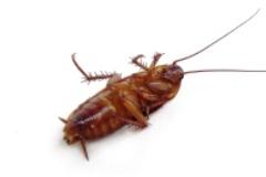 dezynsekcja karaluchów
