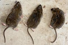 martwe szczury po deratyzacji